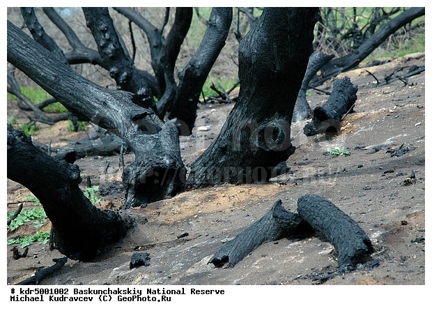 ������������, ���������, ������ 2008, ����������, ������ ��������, �������, �����, �� ������