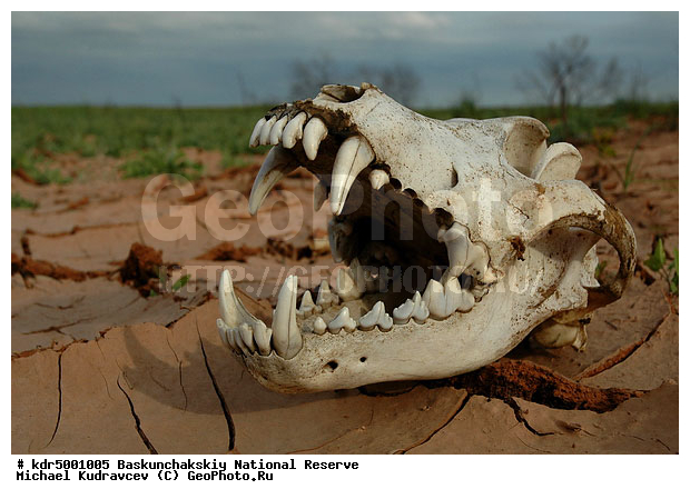 ������������, ���������, ������ 2008, ����, ����������, �����, ������ ��������, �����, �������, ������, �������, �����, �����, ������� �����, �� ������