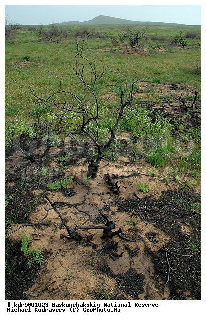 ������������, ���������, ������ 2008, ����������, ������ ��������, �������, �����, �� ������