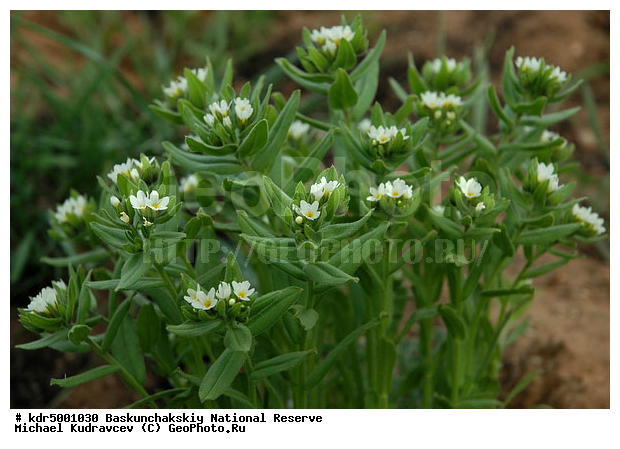 ������������, ���������, ������ 2008, ����������, ������ ��������, �������, �����, �� ������