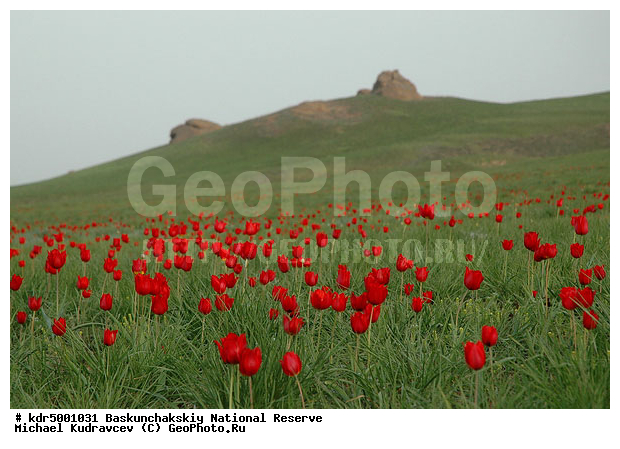 ������������, ���������, ������ 2008, ����������, ������ ��������, �������, �����, �� ������