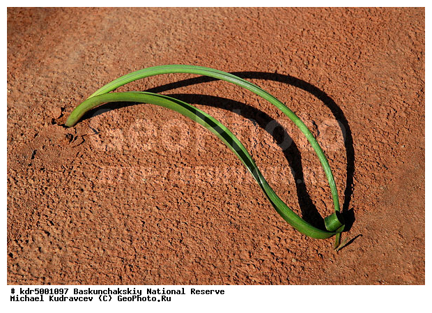 ������������, ���������, ������ 2008, ������, ����, ����������, ������ ��������, ����, ���������, �������, �����, �� ������