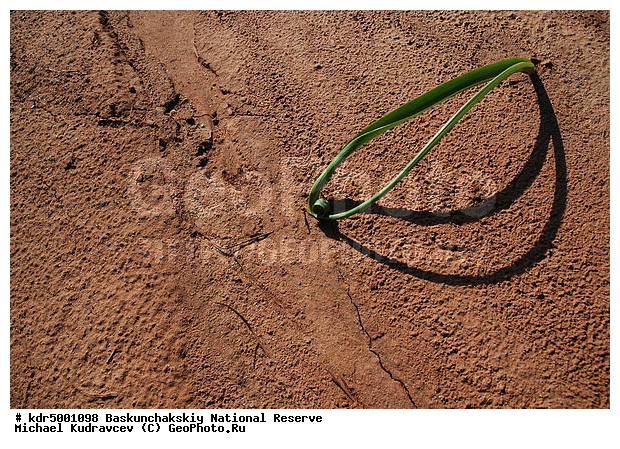 ������������, ���������, ������ 2008, ����������, ������ ��������, �������, �����, �� ������