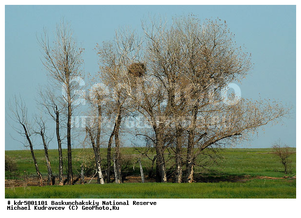 ������������, ���������, ������ 2008, ����������, ������ ��������, �������, �����, �� ������