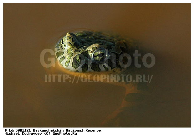 ������������, ���������, ������ 2008, ����������, ������ ��������, �������, �����, �� ������