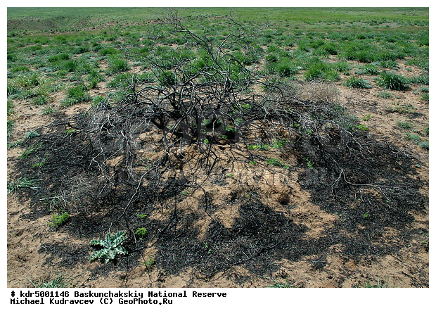 ������������, ���������, ������ 2008, ����������, ������ ��������, �������, �����, �� ������