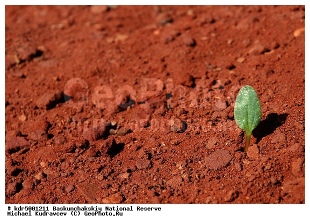 ������������, ���������, ������ 2008, ����������, ������ ��������, �������, �����, �� ������