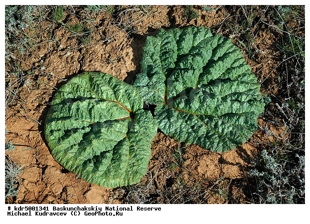 ������������, ���������, ������ 2007, ������, ����, ����������, ������ ��������, ����, ���������, �������, �����, �� ������