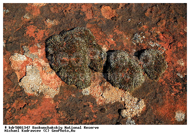 ������������, ���������, ������ 2007, ����������, ������ ��������, �������, �����, �� ������