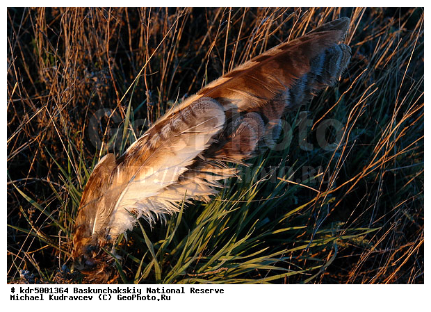 ������������, ���������, ������ 2007, ����������, ������ ��������, �������, �����, �� ������