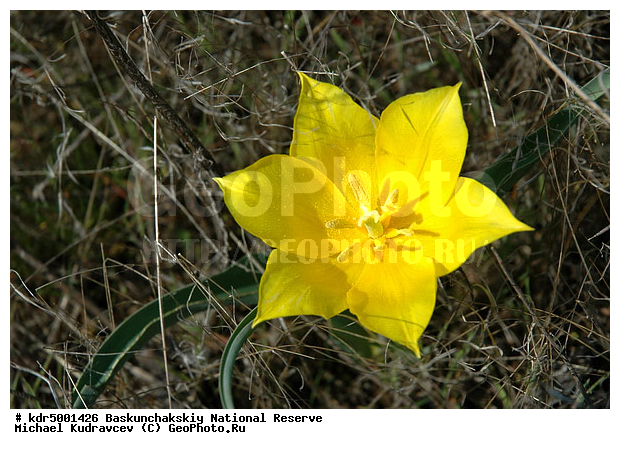 ������������, ���������, ������ 2007, ����������, ������ ��������, �������, �����, �� ������