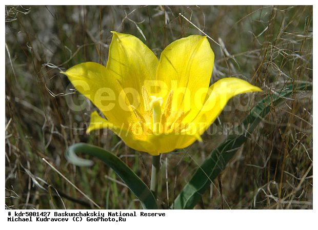 ������������, ���������, ������ 2007, ����������, ������ ��������, �������, �����, �� ������