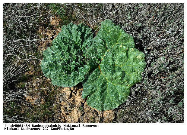 ������������, ���������, ������ 2007, ����������, ������ ��������, �������, �����, �� ������