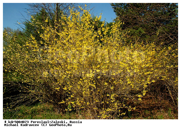 ������� ������, ����������-���������, ��������, �����, ���, �����, �������, ������������ ���� �������� �����