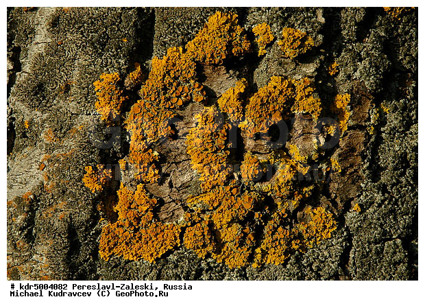 ������� ������, ����������-���������, ��������, �����, ���, �����