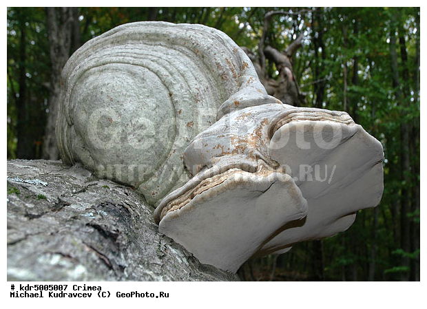 ����, ������� ������, ���, ������� ���, ������ ����, ����, �����, ������, ������, �������� ����, ���, ������, �����, �������, �����, ��������, �������