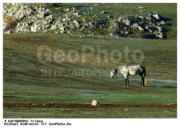 ����, ��-�����, ��-���������� ����, ���������� ����, ���� ��-�����, ������ ����, ����, ������, ���������, �����, ����, �������� ����, ��������, ������, �����, ��������, �������, ������, ��������, �������, �������, ����, ����, ������, ��������, ��������, �������������, �������������, �����, �����, XYZ, ���������, Equidae, �������� ������, Equus ferus caballus, ������, ��������, ��������, �������������, �������������, �����, �����, XYZ, ���������, Equidae, �������� ������, Equus ferus caballus