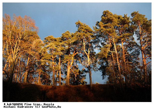 �����, �����, ������, �����, ���������, �����, �����, �����