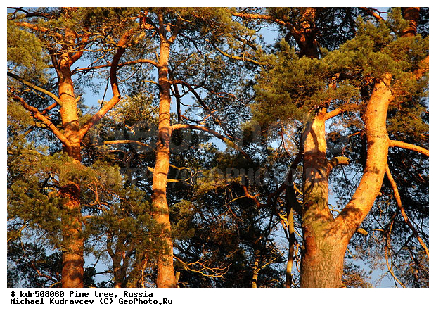 �����, ������, �����, ���������, �����, �����, �����