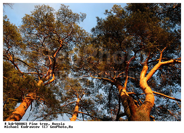 �����, ������, �����, ���������, �����, �����, �����