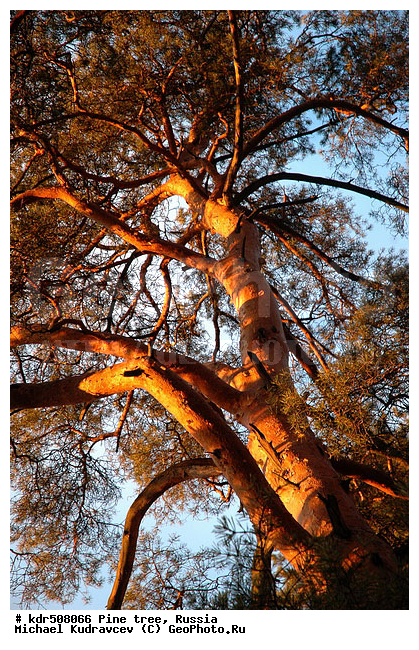 �����, ������, �����, ���������, �����, �����