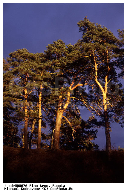 �����, ������, �����, ���������, �����, �����, �����