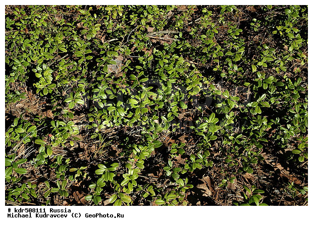 ���, �����, ��������, ��������, ��������, �������, ���, ��������