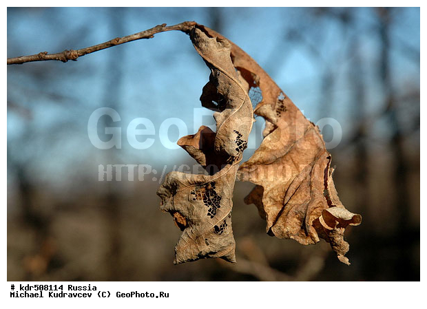 ���, ��������, ����, ������, �������, �������, �����, ��������