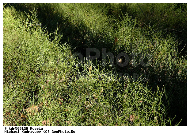 ���, �����, �����, ��������, ��������, ����, ����, �������, ���