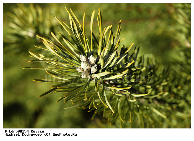 ���, ������, �����, ��������, ������, �����, ��������