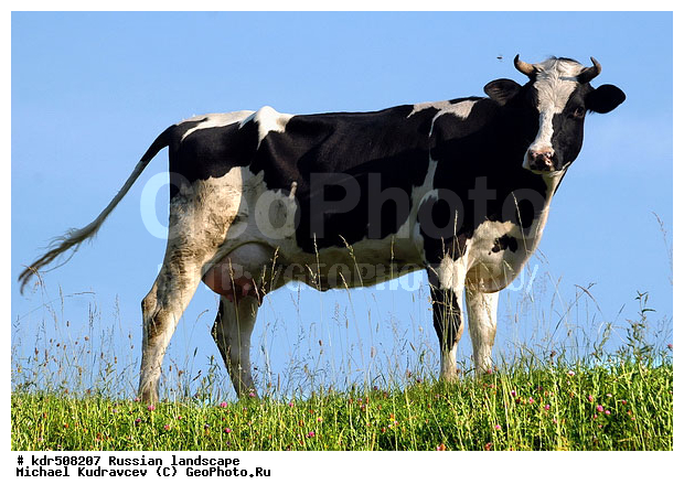 ��������������, ������, ������, ����, �������, ������, ����, �����, ��������, ��������, �������������, �������������, �����, �����, XYZ, ���������, Bovidae, ������, ���, ���, Bos taurus taurus