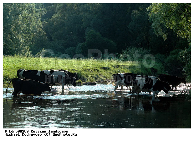 �����, ����, ������, ��������������, ����, ������, ������, ����, ������, ����������, ����, �����, ��������, ��������, �������������, �������������, �����, �����, XYZ, ���������, Bovidae, ������, ���, ���, Bos taurus taurus