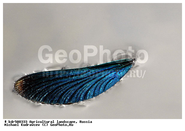 ����, ������, �����, �����, ��������