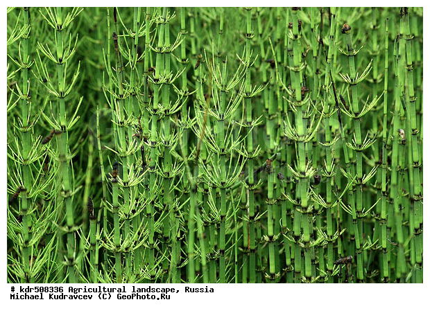 �������, �������, ��������, �������, ���, ����