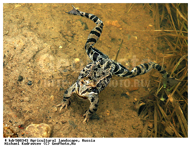 Rana temporaria, �������� �������, �������, �����, ������, �����������, �������, ������, �����, ����� �������, ���������, ����, ����������, ��������, ��������, �����������, �����������, �������, �������, ��������� �������, Ranidae, �������� �������, Rana temporaria, XYZ