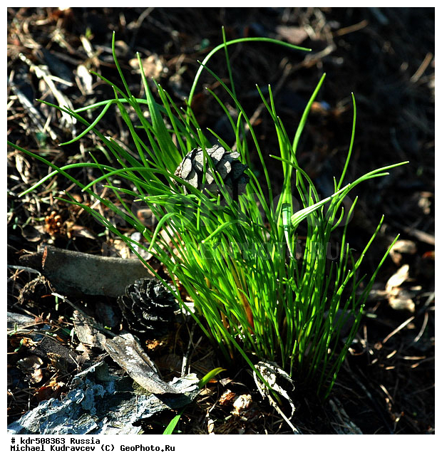 �����, �������, �������, �����, �������, ���������, ��������, ����, ����, ������, �����, �������, ��������, �����, �����