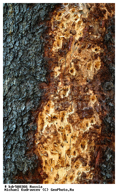 ���, ���������, ������, ����, ������, �����, �����������, ��������, �����, �������, ���, ��������, �������, ���, ����, ��������