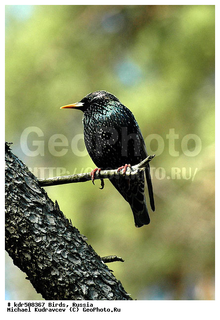 �����, �����, ��������, ������, �������, ��������, ��������, �����, �����, ��������, �����������, XYZ, ����������, Sturnidae, ������������ �������, Sturnus vulgaris, ������