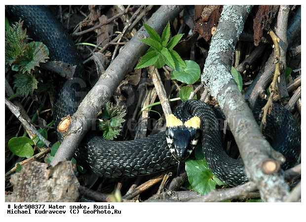 Natrix natrix, �����, ����, ������, ����, ����������, �������, ��������������, �����, �����������, ��������, ��, �� ������������, �����, ��������, ��������, ��������������, ��������������, ��������, ��������, ����, ����, XYZ, �����������, Colubridae, ������������ ��, Natrix natrix