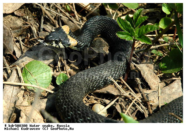 Natrix natrix, �����, ����, ������, ����, ����������, �������, ��������������, �����, �����������, ��������, ��, �� ������������, �����, ��������, ��������, ��������������, ��������������, ��������, ��������, ����, ����, XYZ, �����������, Colubridae, ������������ ��, Natrix natrix