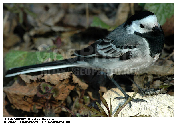 Motacilla alba, ������, ��������, �����, �����, ������, ����������, ���������� �����, �����, �����, XYZ, �������������, Motacillidae