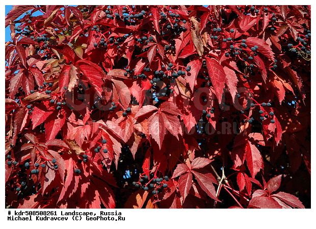 �������, ������� ������, ��������, ����, ������, ������, �����, ��������, ���