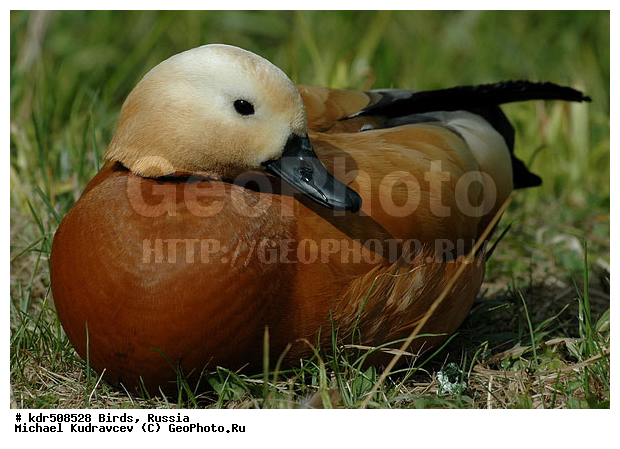Tadorna ferruginea, �����, ������, ������� ����, ���������, ��������, �����, �����, �����, ��������� ������, ����, �����������������, ������������� �����, XYZ, ������, Anatidae, �����, ������� ����, Tadorna ferruginea