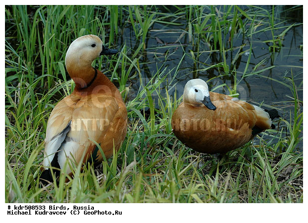 Tadorna ferruginea, �����, ������, ������� ����, ���������, ����, ��������, �����, �����, �����, ��������� ������, ����, �����������������, ������������� �����, XYZ, ������, Anatidae, �����, ������� ����, Tadorna ferruginea