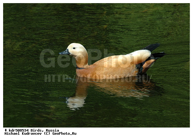 Tadorna ferruginea, �����, ������, ������� ����, ���������, ��������, �����, �����, �����, ��������� ������, ����, �����������������, ������������� �����, XYZ, ������, Anatidae, �����, ������� ����, Tadorna ferruginea