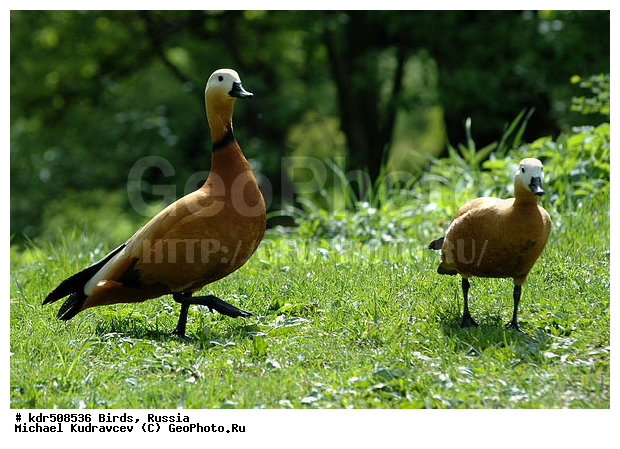 Tadorna ferruginea, �����, ������, ������� ����, ���������, ����, ��������, �����, �����, �����, ��������� ������, ����, �����������������, ������������� �����, XYZ, ������, Anatidae, �����, ������� ����, Tadorna ferruginea