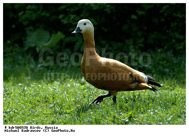 Tadorna ferruginea, �����, ������, ������� ����, ���������, ��������, �����, �����, �����, ��������� ������, ����, �����������������, ������������� �����, XYZ, ������, Anatidae, �����, ������� ����, Tadorna ferruginea