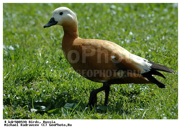 Tadorna ferruginea, �����, ������, ������� ����, ���������, ��������, �����, �����, �����, ��������� ������, ����, �����������������, ������������� �����, XYZ, ������, Anatidae, �����, ������� ����, Tadorna ferruginea