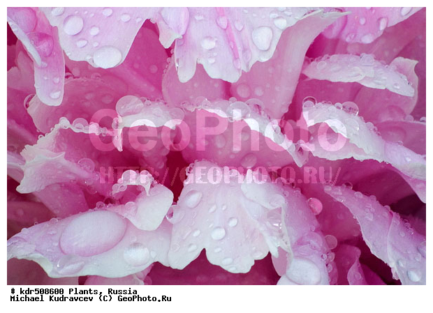 ������, �����, �����, �����, ��������, ��������, �����, ����, ��������, ��������, �������, ���, ��������, ������, �����