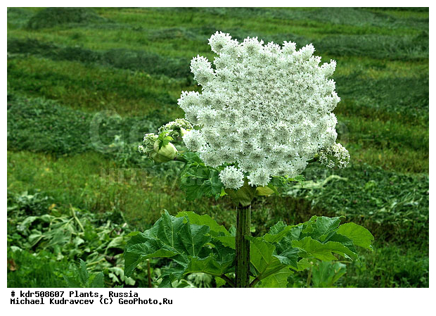 ��������, ��������, �������, ��������, ������, �����